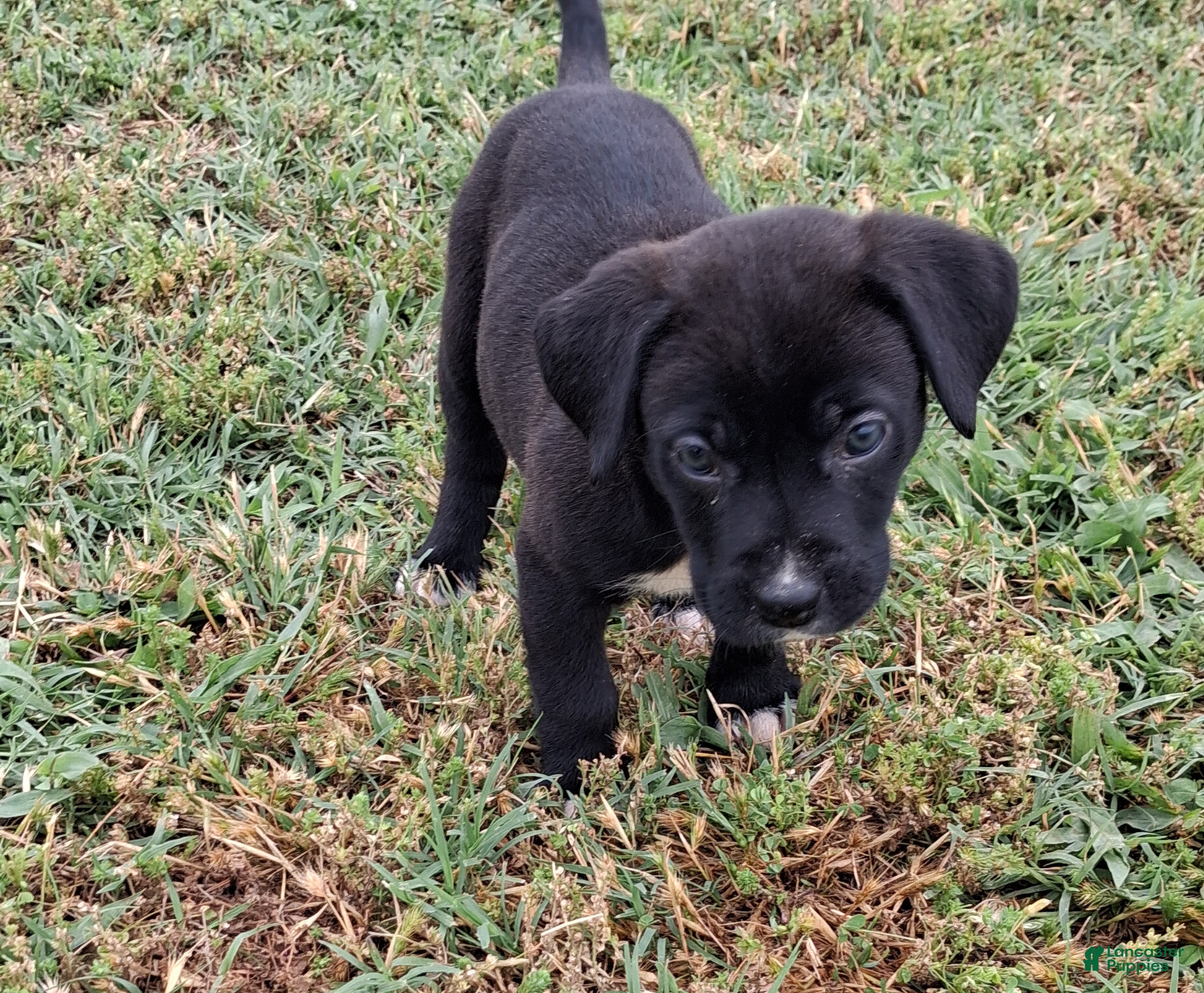Mixed Breed dogs for sale: Poppi - Ad 3