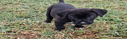 Mixed Breed dogs for sale: Poppi - Ad 1