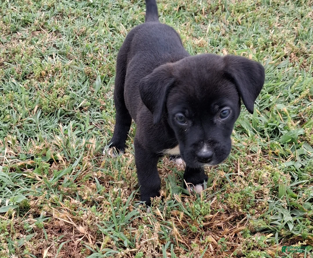 Mixed Breed dogs for sale: Poppi - Ad 1