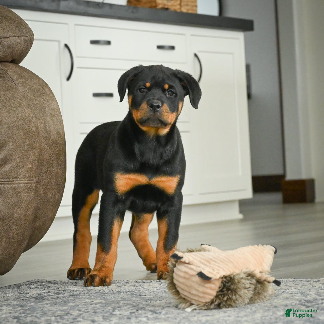 Rottweiler dogs Jewel - Ad 1
