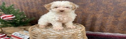 Miniature Poodle dogs for sale: Shenzie - Ad 10