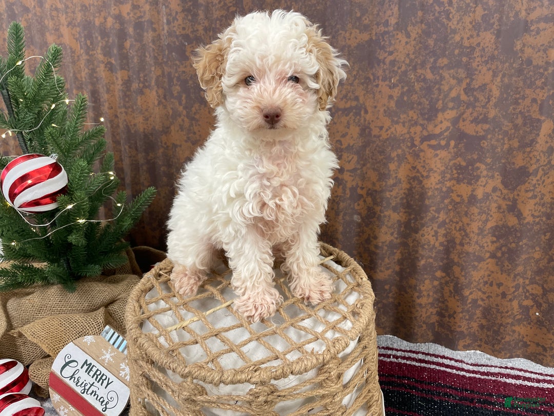 Miniature Poodle dogs for sale: Shenzie - Ad 10