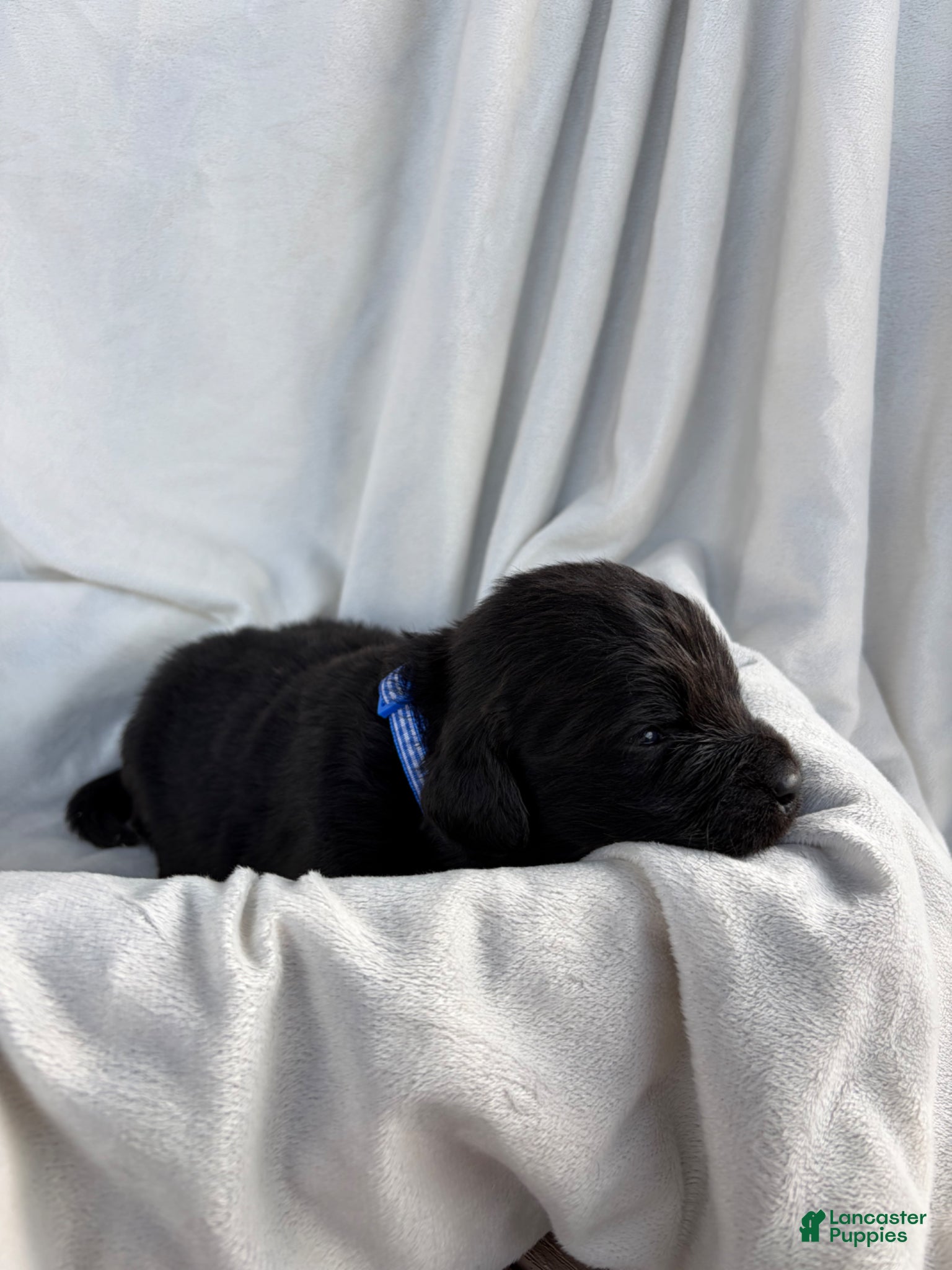 Newfoundland dogs Shadow - Ad 1