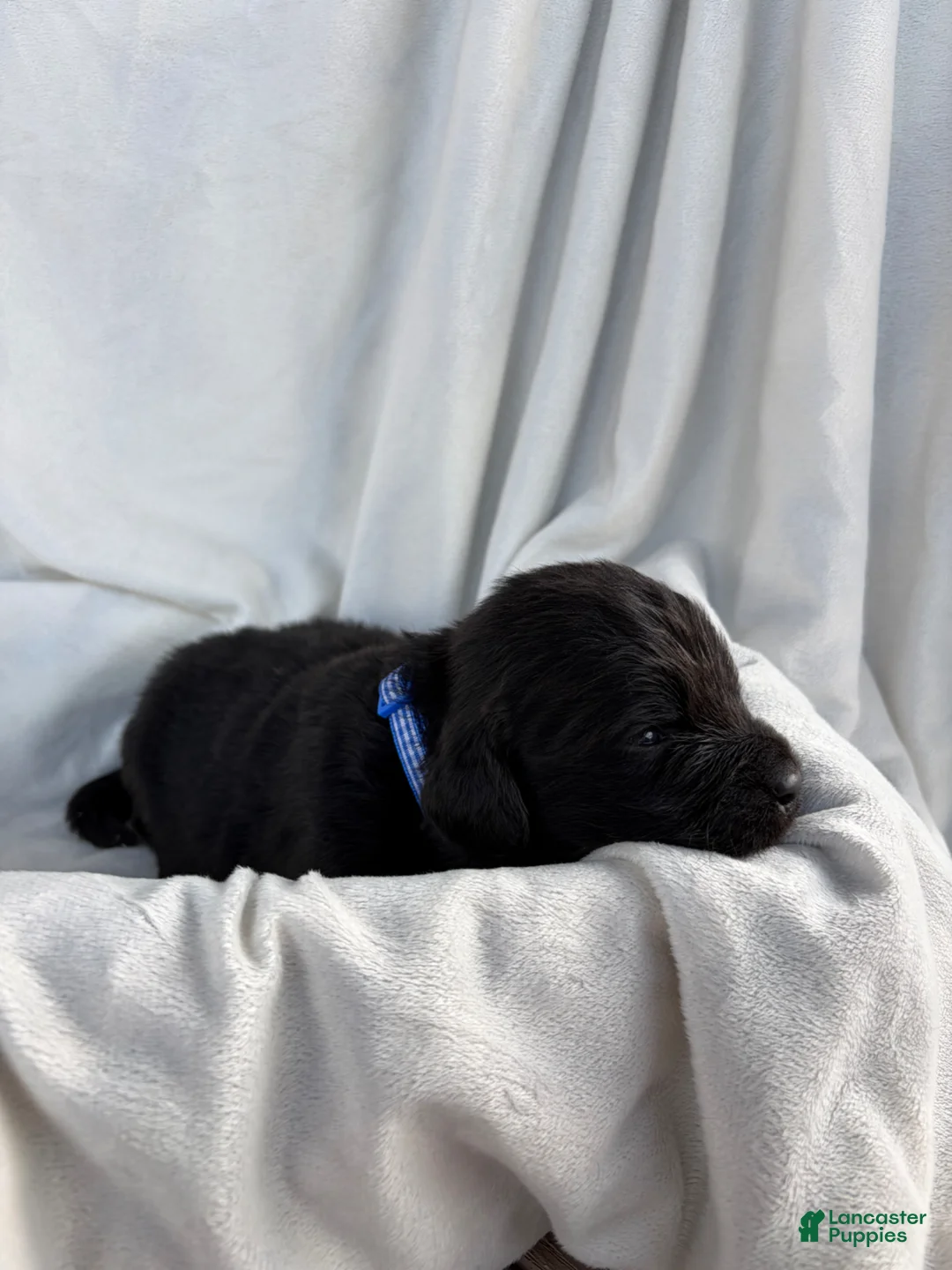 Newfoundland dogs for sale: Shadow - Ad 1