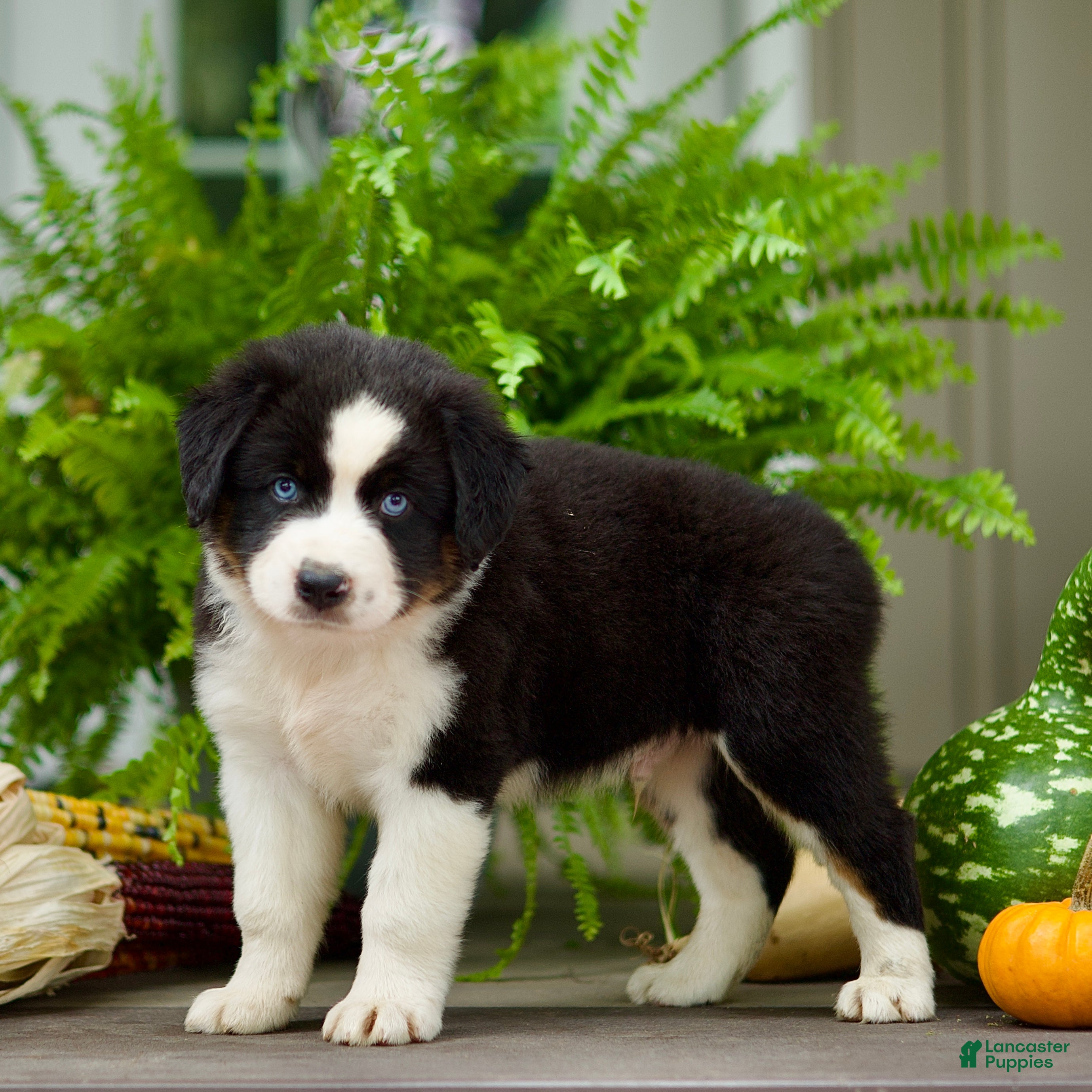Miniature Australian Shepherd dogs Tommy - Ad 1