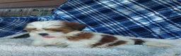 Shih Tzu dogs for sale: HOLLY - Ad 6
