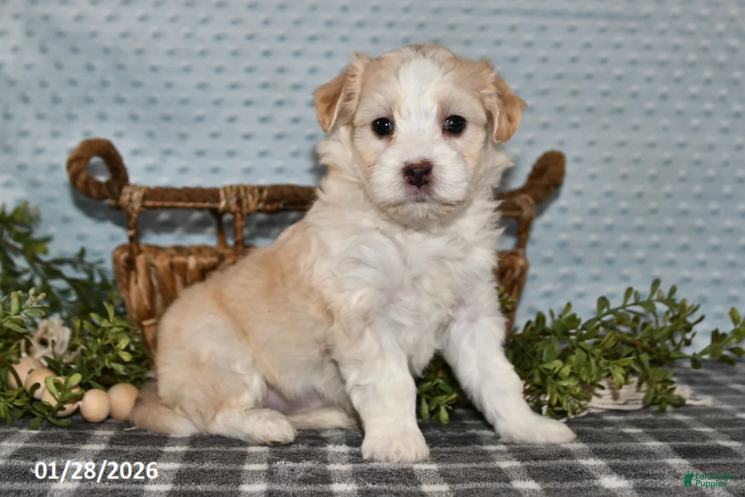 Havapoo dogs for sale: Ellie - Ad 4