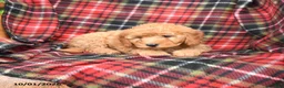Mini Goldendoodle dogs for sale: Stella - Ad 4