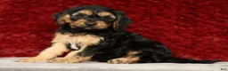 Cavapoo dogs for sale: Kyle - Ad 3