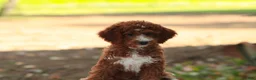 Cavapoo dogs for sale: Rory Cavapoo  - Ad 4