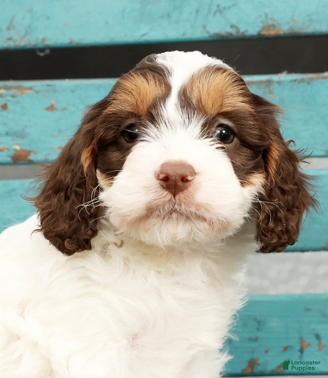 Cavapoo dogs for sale: Dania - Ad 9