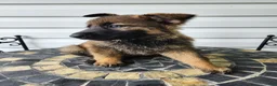 German Shepherd dogs for sale: Sylvie - Ad 2