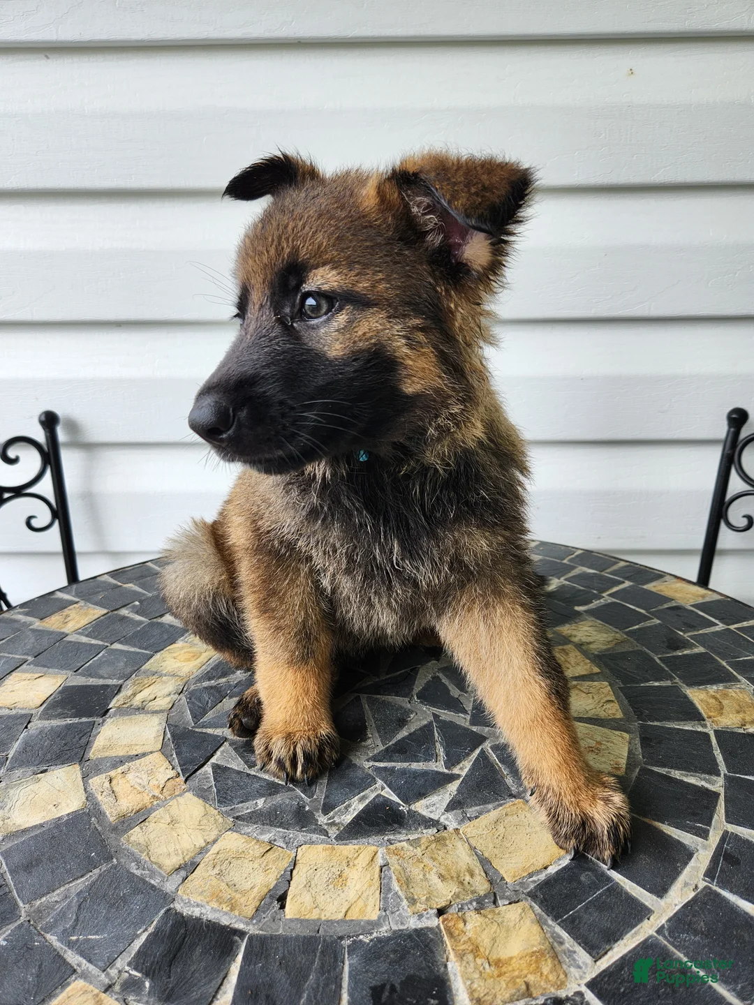 German Shepherd dogs for sale: Sylvie - Ad 2