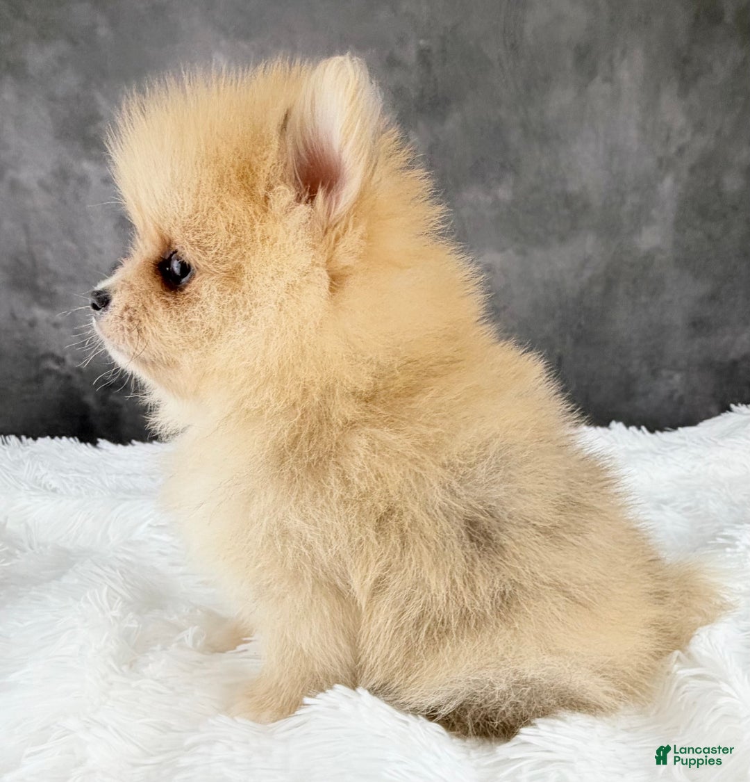 Pomeranian dogs for sale: Pomeranian Puppy 2 - Ad 5