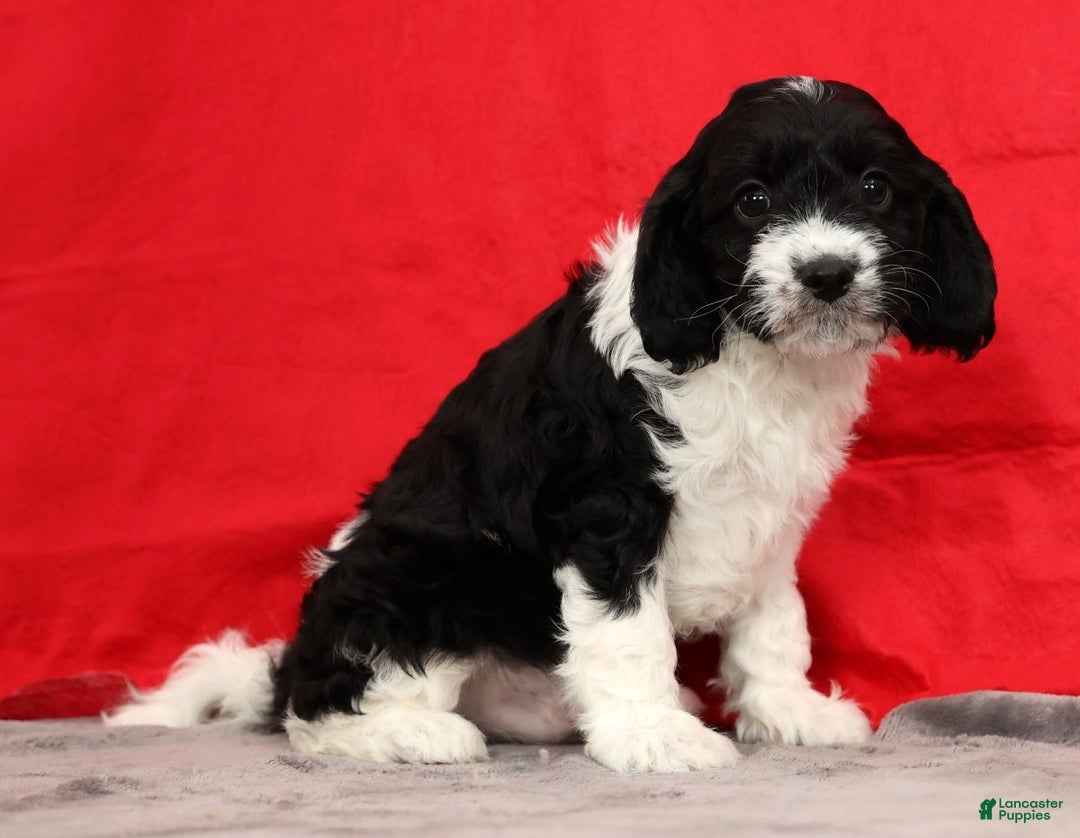 Cavapoo dogs for sale: Scott - Ad 6