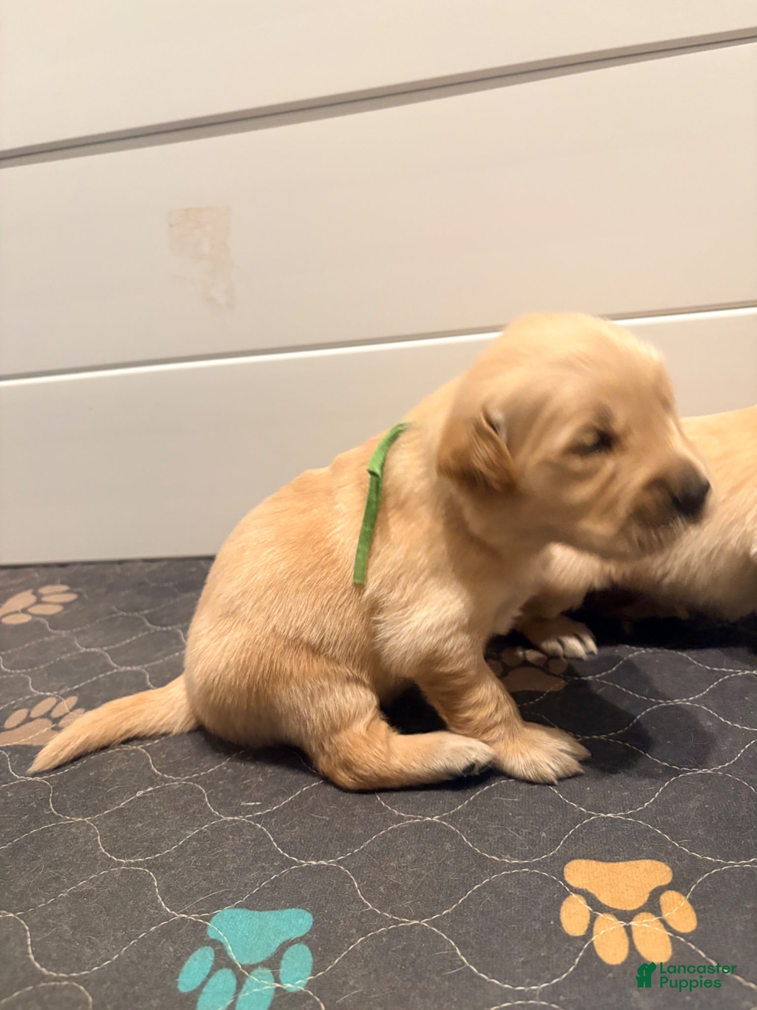 Golden Retriever dogs for sale: Golden Retriever light green  - Ad 4