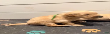 Golden Retriever light green 