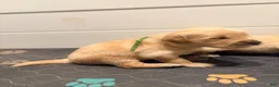 Golden Retriever dogs for sale: Golden Retriever light green  - Ad 1