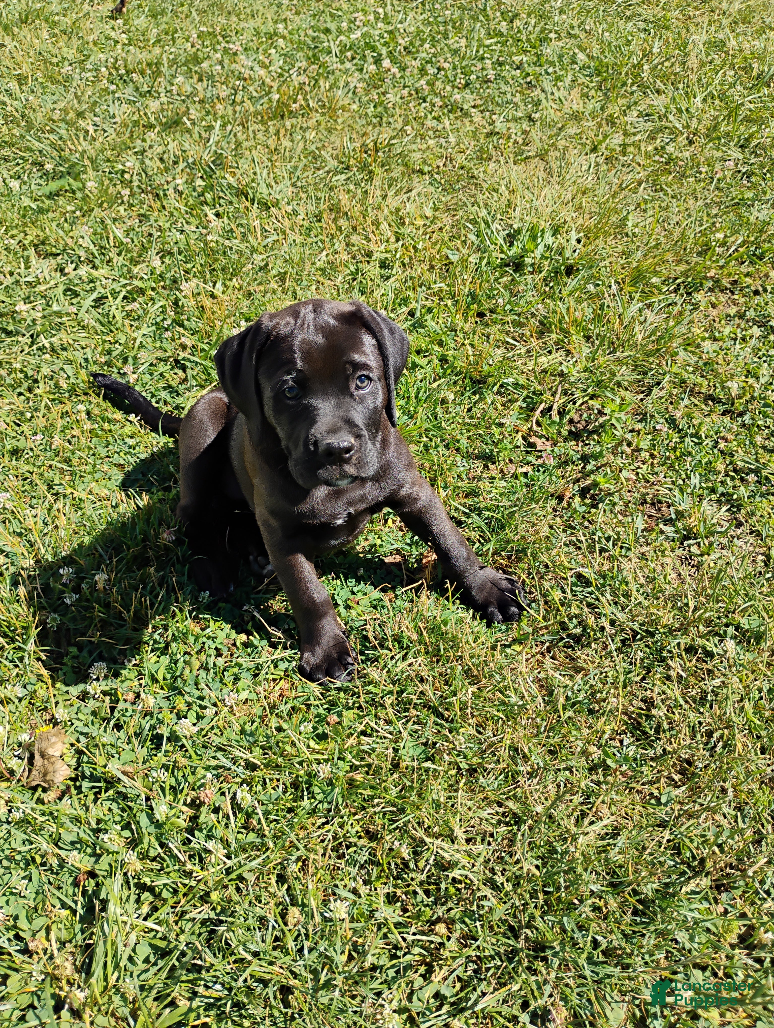 Boxador dogs Buttercup - Ad 2