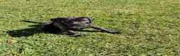 Boxador dogs for sale: Buttercup - Ad 2