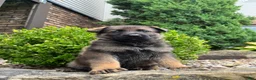 German Shepherd dogs for sale: Flynne - Ad 1