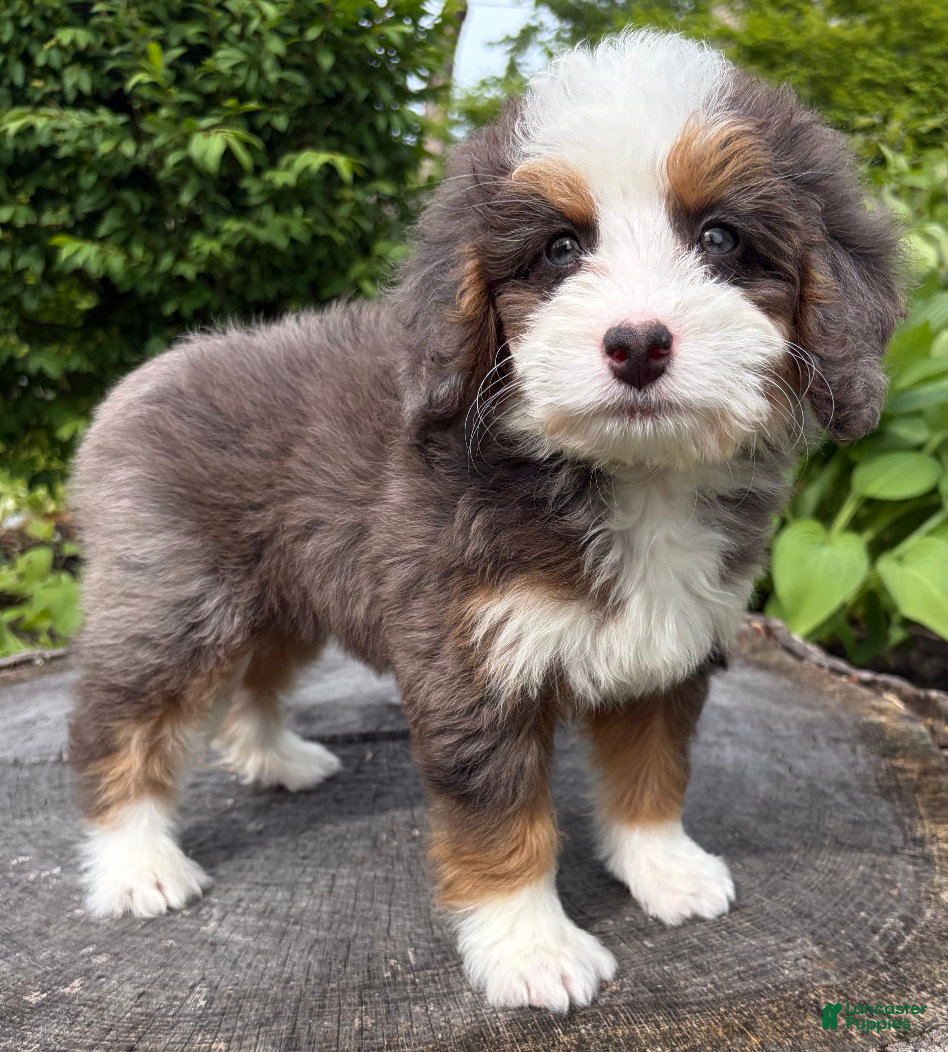 Mini Bernedoodle dogs 🧡IN BOSTON MASSACHUETTS AREA🧡TINY BLUE MERLE TRI COLOR🧡MINI BERNEDOODLE🧡 - Ad 2