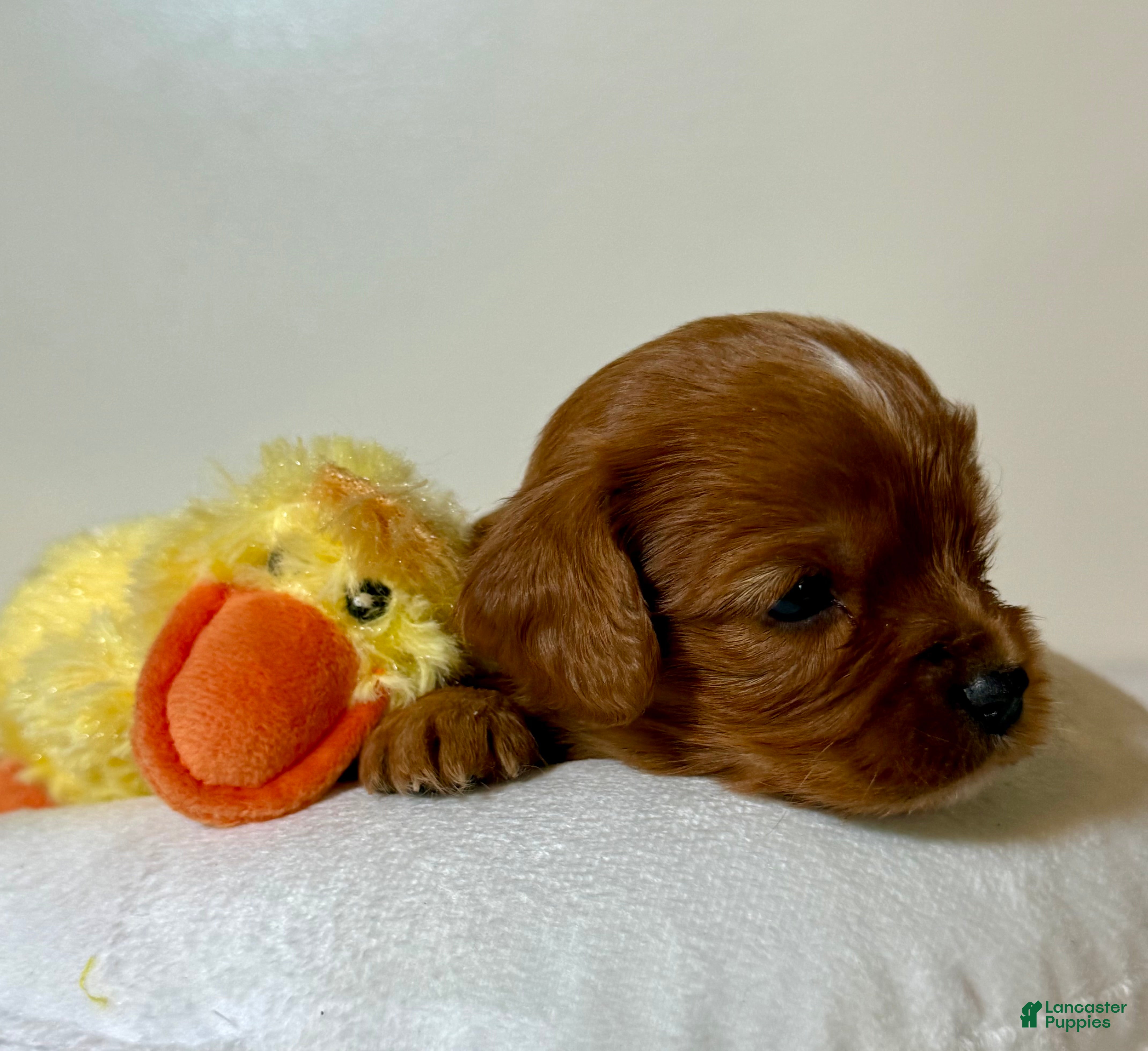 Cavapoo dogs Spencer Cavapoo  - Ad 2