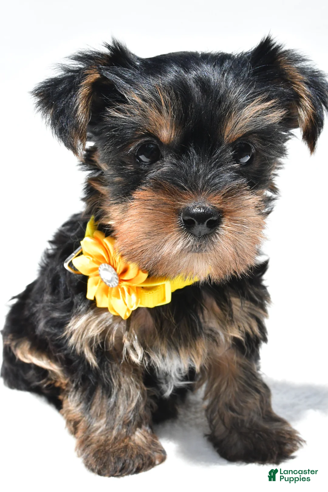 Yorkshire Terrier dogs for sale: Sadie - Ad 2