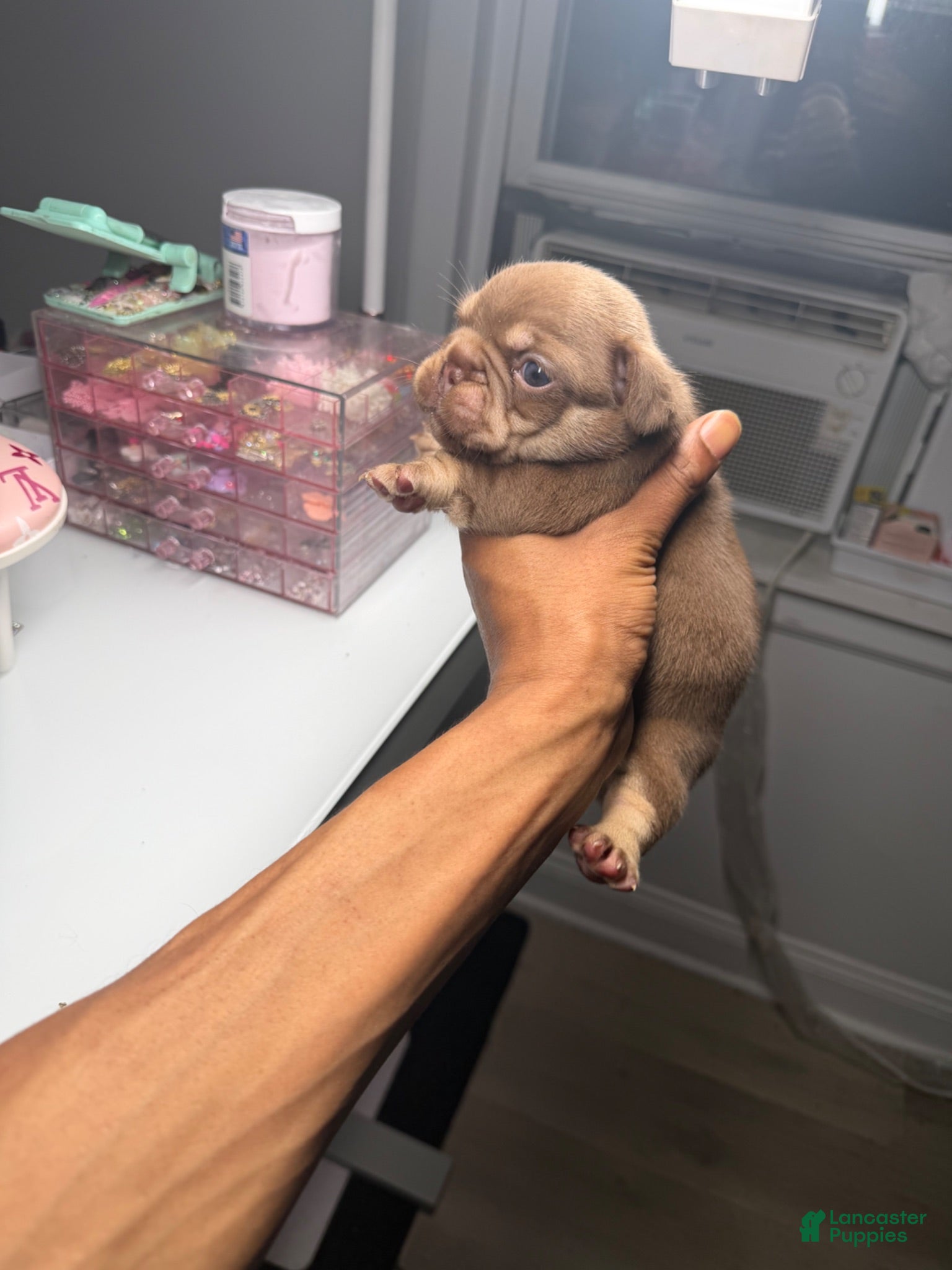 French Bulldog dogs French Bulldog 3 - Ad 8
