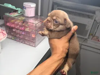 French Bulldog dogs French Bulldog 3 - Ad 8