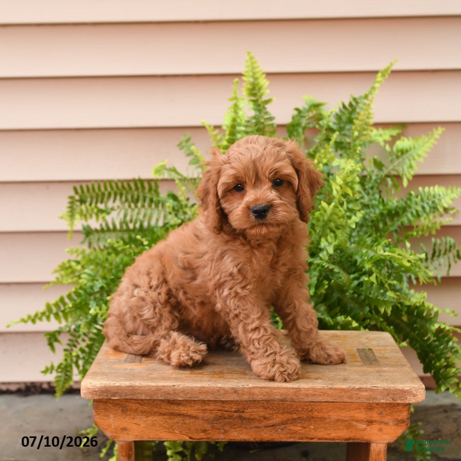 Cavapoo dogs Cuddles - Ad 2