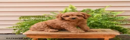 Cavapoo dogs for sale: Cuddles - Ad 2