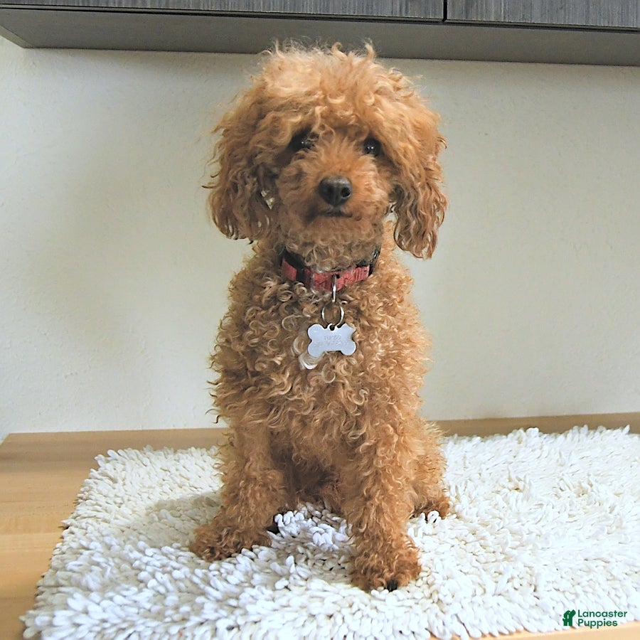 Mini Aussiedoodle dogs for sale: Buddy - Ad 7