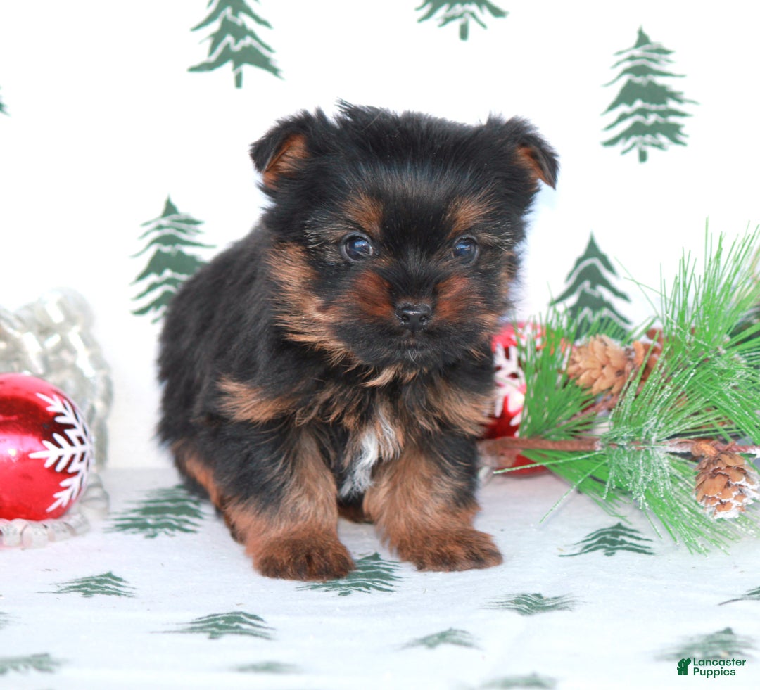 Yorkshire Terrier dogs for sale: Twix - Ad 4