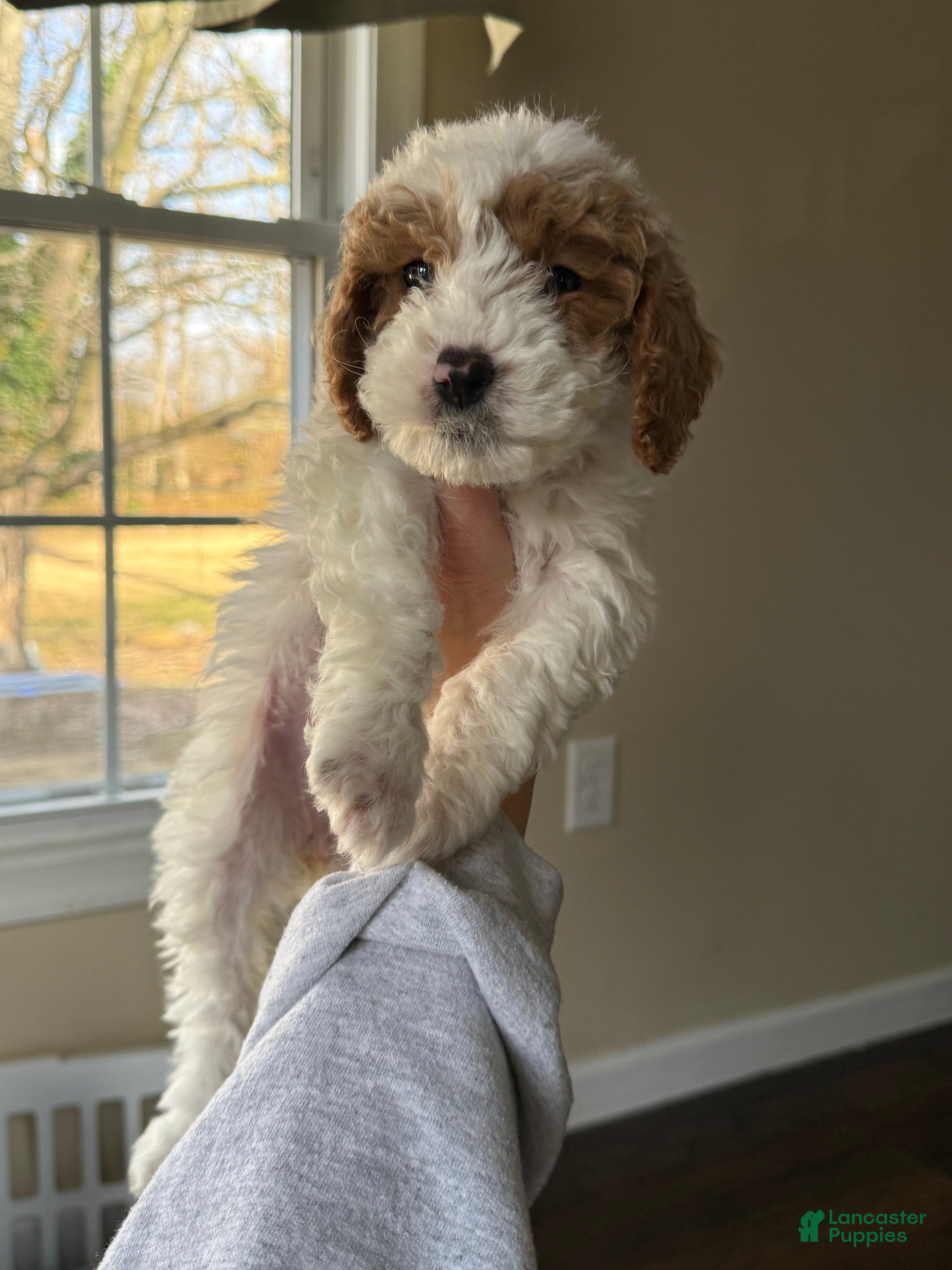 Miniature Poodle dogs Miniature Poodle Puppy 4 - Ad 32
