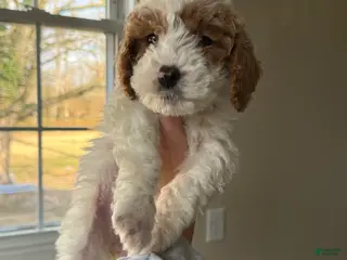 Miniature Poodle dogs Miniature Poodle Puppy 4 - Ad 13