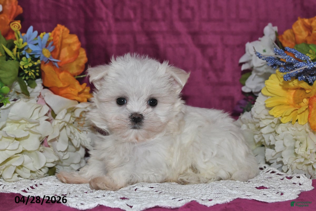 Maltese dogs Tina - Ad 1