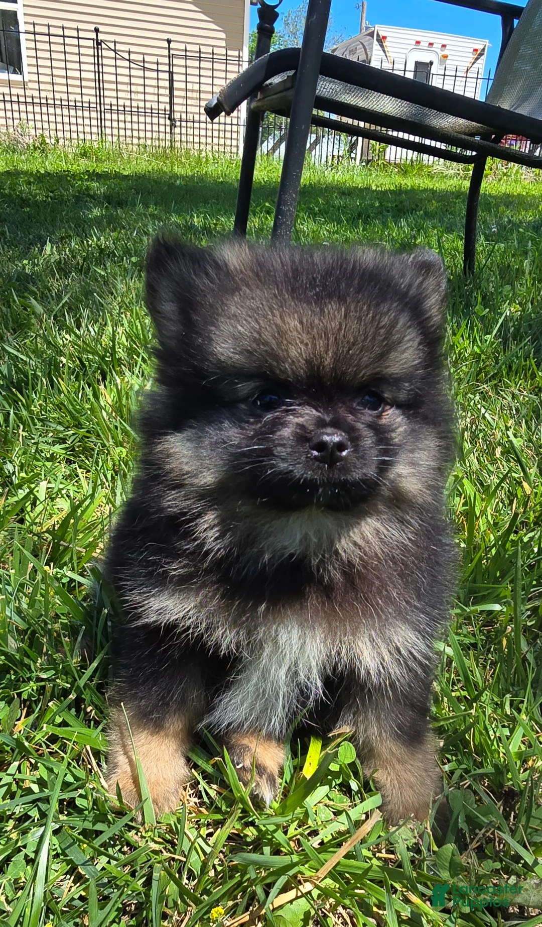 Pomeranian dogs for sale: Gizmo - Ad 1