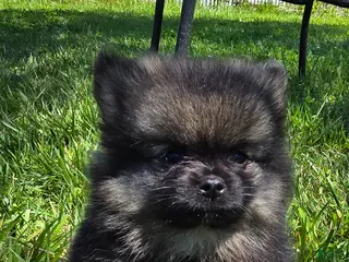 Pomeranian dogs for sale: Gizmo - Ad 3