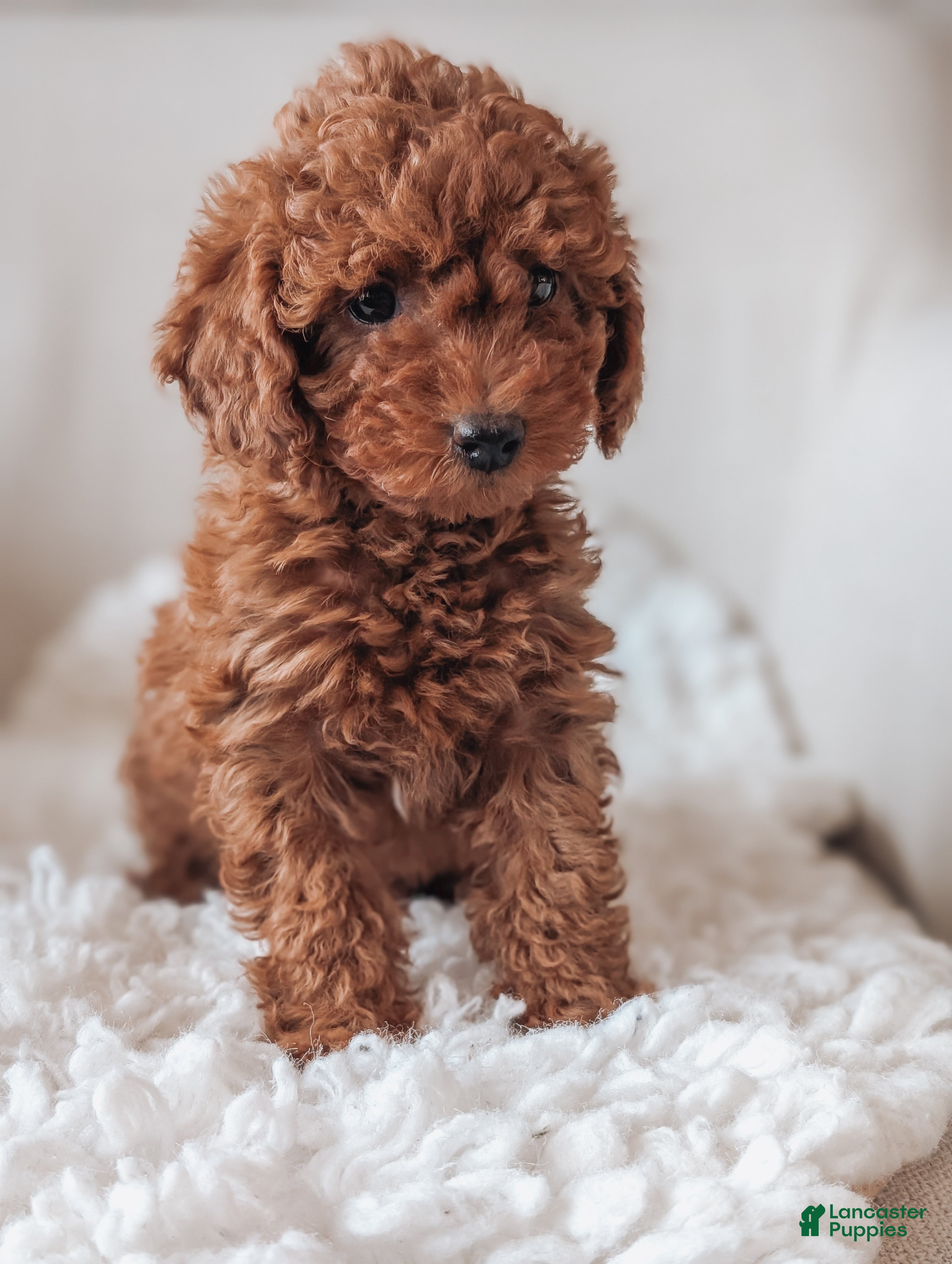Miniature Poodle dogs Bella - Ad 1
