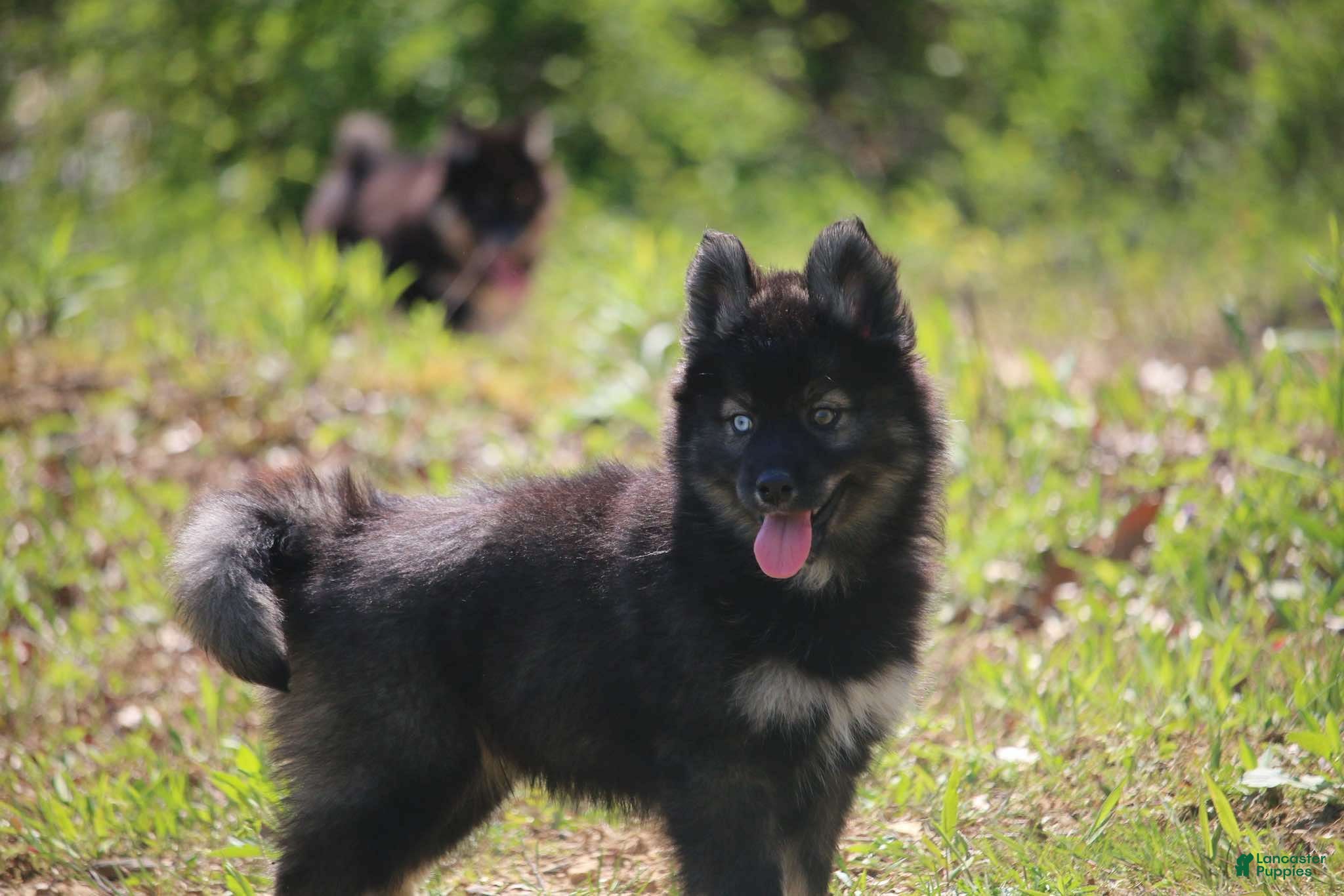 Pomsky dogs Chuckles  - Ad 1