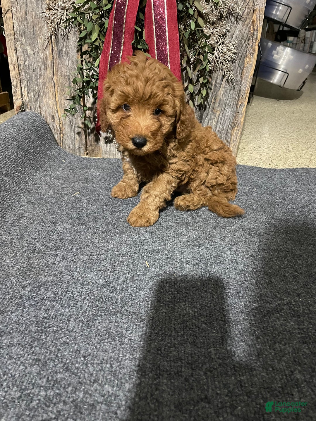 Mini Goldendoodle dogs for sale: Luna - Ad 6