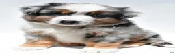 Miniature Australian Shepherd dogs for sale: Joey - Ad 2