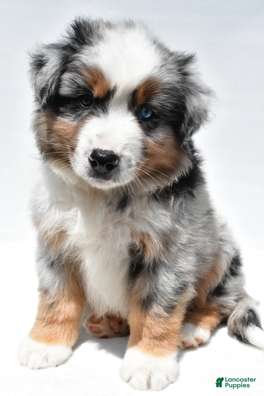 Miniature Australian Shepherd dogs for sale: Joey - Ad 2