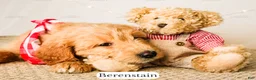 Goldendoodle dogs for sale: Berenstain - Ad 5