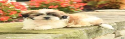 Teddy Bear dogs for sale: Jennifer - Ad 4