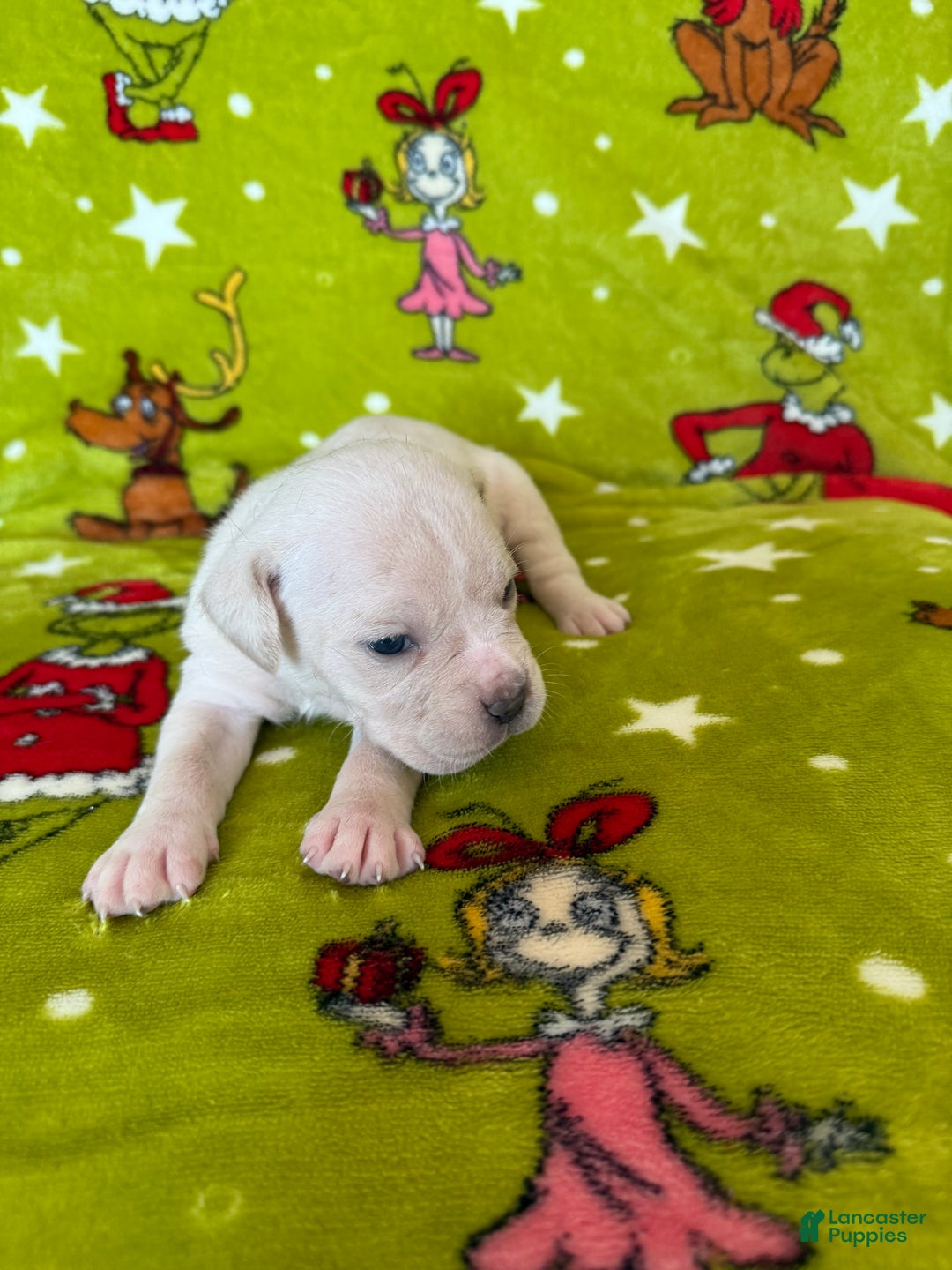 Cane Corso dogs for sale: Cane Corso Puppy 7 - Ad 2