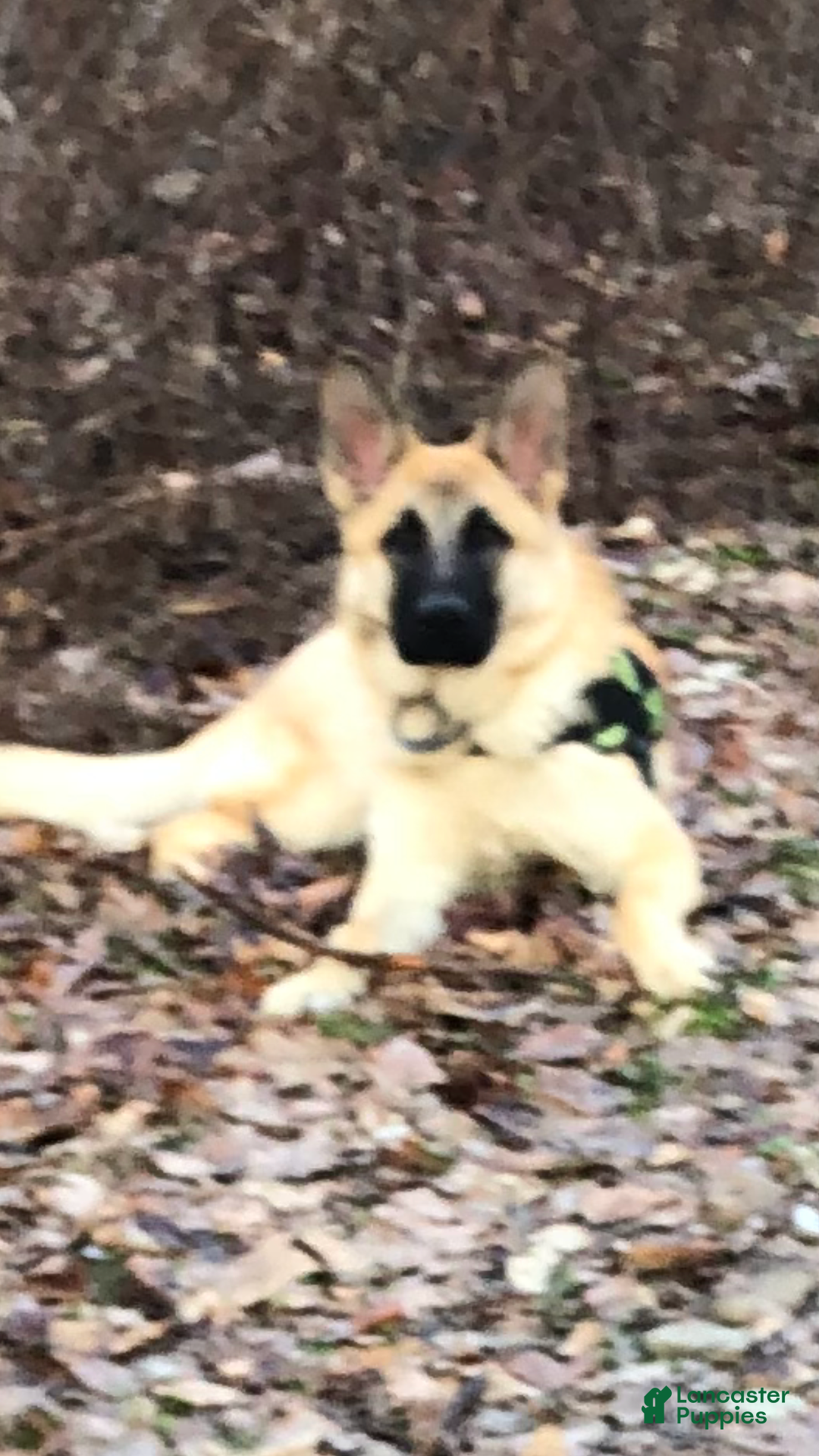 German Shepherd dogs for sale: Puppy 3 Female - Ad 2