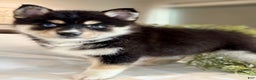 Pomsky dogs for sale: Flash Pomsky Puppy 1 - Ad 8