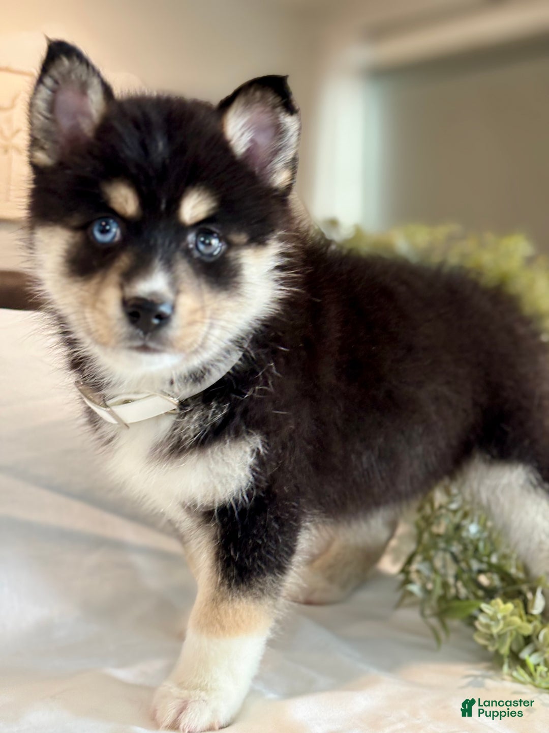 Pomsky dogs for sale: Flash Pomsky Puppy 1 - Ad 8